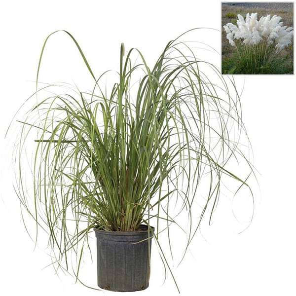 Pampas Grass, Cortaderia selloana (white) - Plant