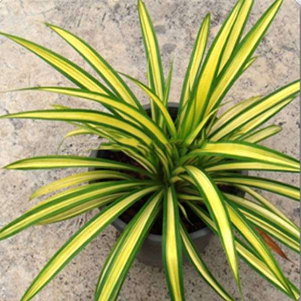 Pandanus Variegated (Golden) - Plant