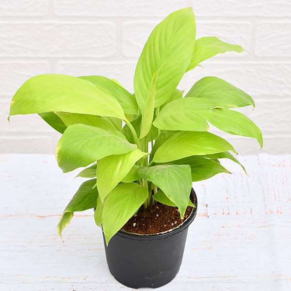 Peace Lily, Spathiphyllum (Golden) - Plant