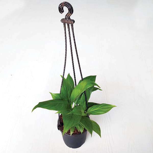 Peace Lily, Spathiphyllum (Small, Hanging basket) - Plant