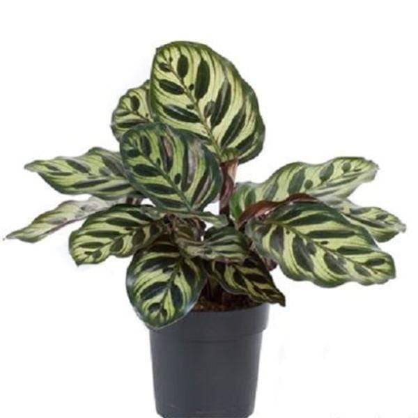 Peacock Plant, Calathea Makoyana - Plant