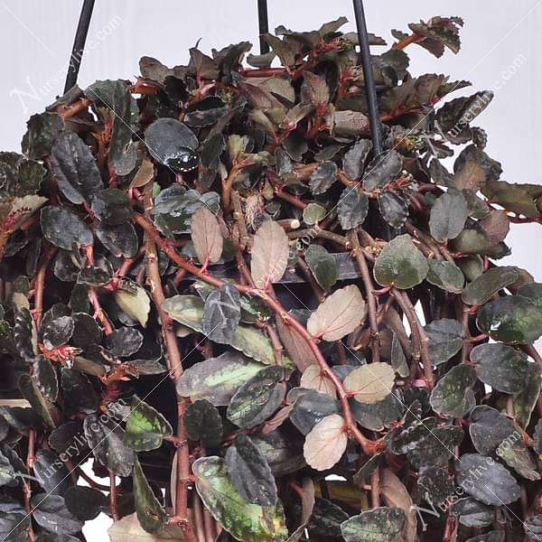 Pellionia repens, Satin creeper (hanging basket) - Plant