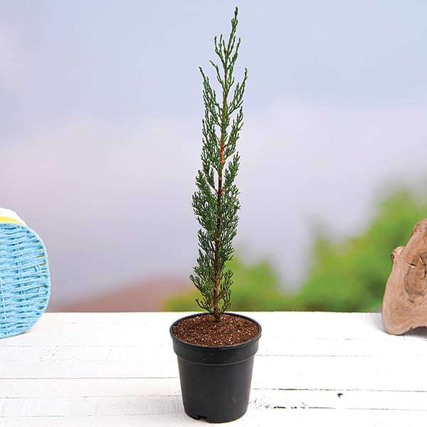 Pencil Pine Cypress, Cupressus sempervirens - Plant