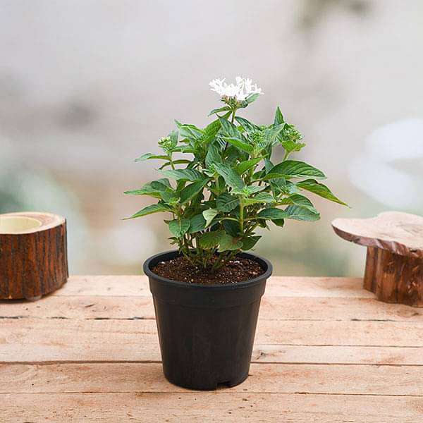 Pentas (White) - Plant