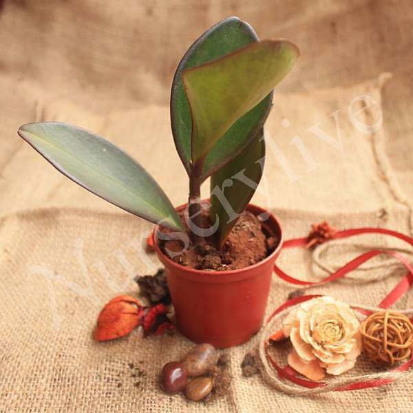 Peperomia Clusiifolia - Plant