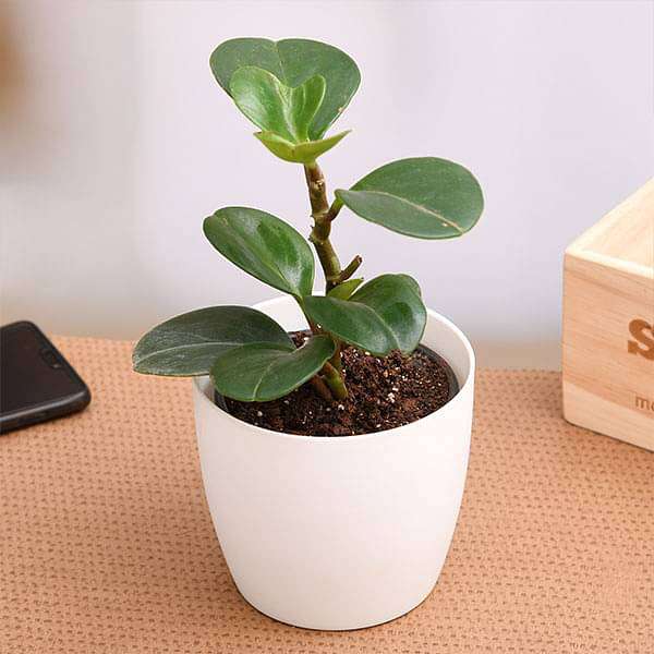 Peperomia obtusifolia - Plant