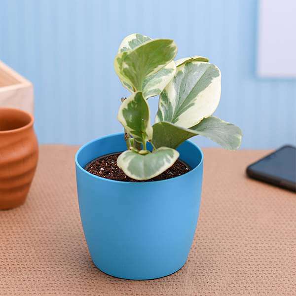 Peperomia obtusifolia Variegated - Plant