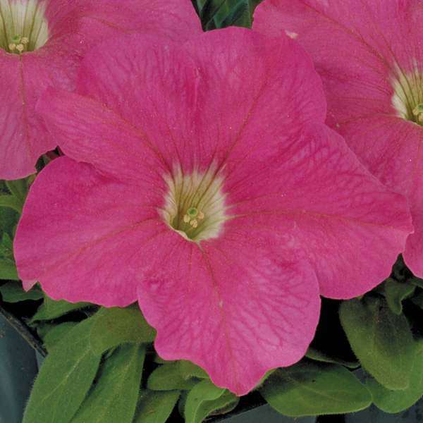 Petunia (Any Color) - Plant