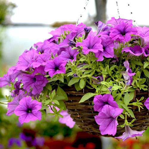 Petunia (Lavender) - Plant