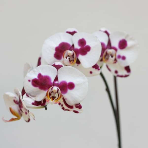 Phalaenopsis Bayamo FF Orchid (White with spots) - Plant