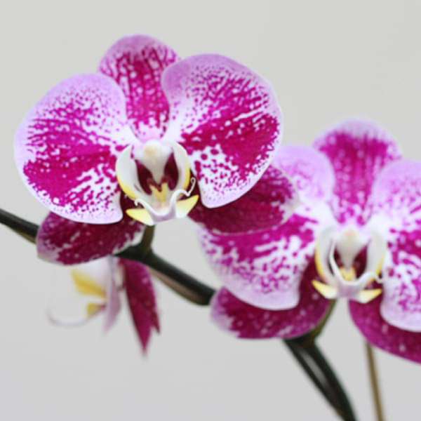 Phalaenopsis Compilation FF Orchid (White with pink pigment) - Plant