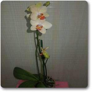 Phalaenopsis Cream - Plant