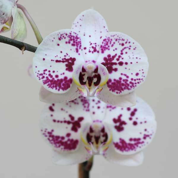 Phalaenopsis Decoration FF Orchid (White and Purple) - Plant