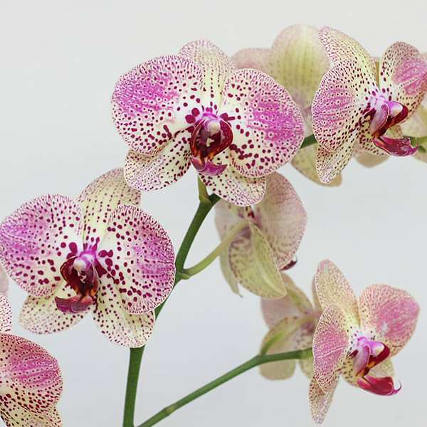 Phalaenopsis Kleopatra FF Orchid (Yellow and pink) - Plant
