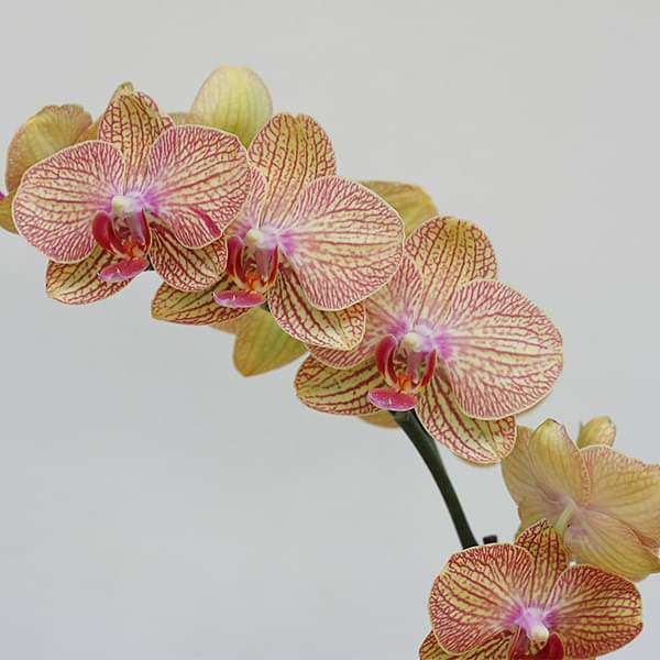 Phalaenopsis KV Beauty FF Orchid (Yellow and pink) - Plant