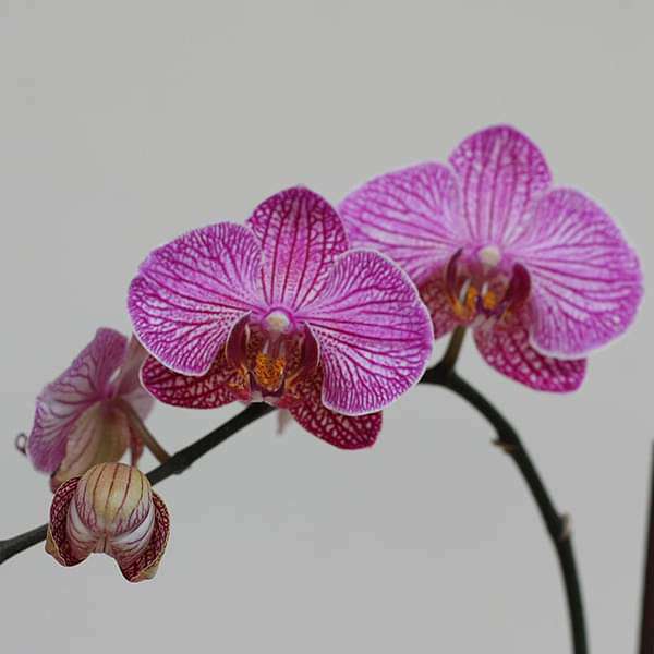 Phalaenopsis Mansion FF Orchid (White and Purple) - Plant