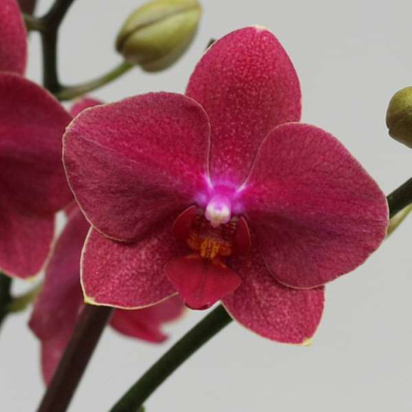 Phalaenopsis Orchid (Any variety, Pink) - Plant