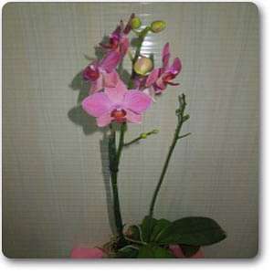 Phalaenopsis Pink - Plant