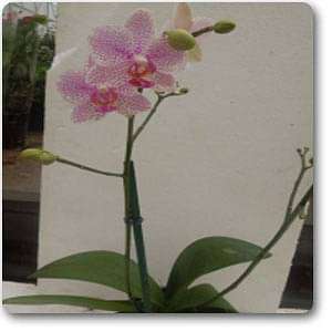 Phalaenopsis White, Pink - Plant