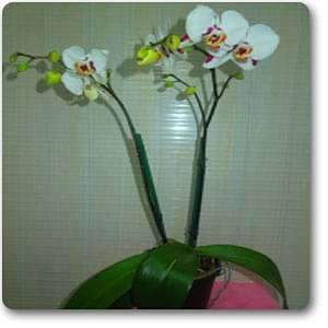 Phalaenopsis White - Pink - Plant
