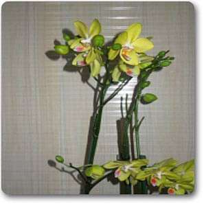 Phalaenopsis Yellow - Plant
