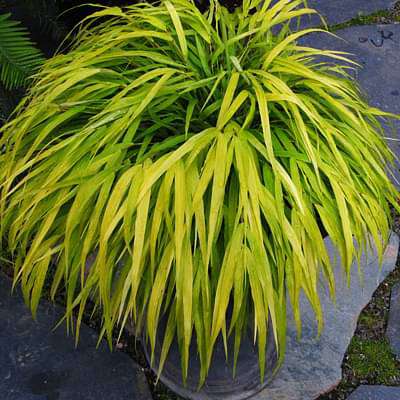 Phalaris Arundinacea, Ribbon Grass - Plant