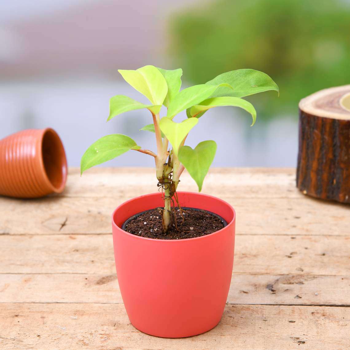 Philodendron Ceylon Golden - Plant