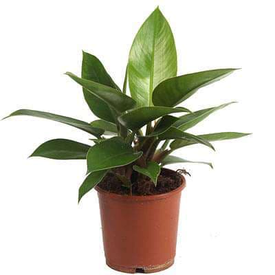 Philodendron Ceylon (Green) - Plant