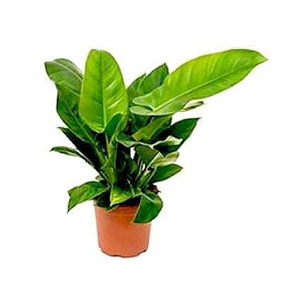 Philodendron Congo, Philodendron Tatei - Plant