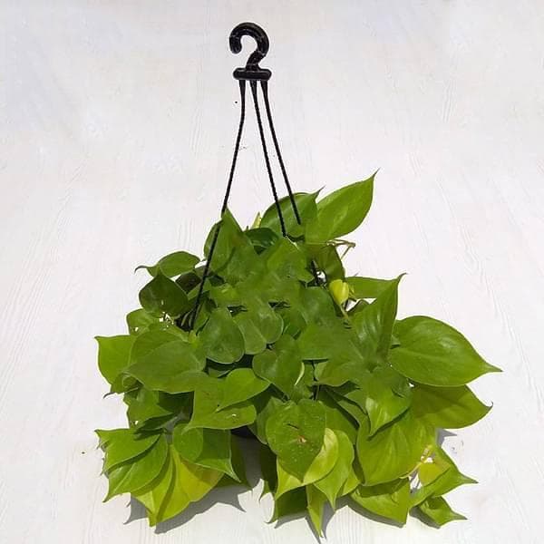 Philodendron Cordatum (Green, Hanging basket) - Plant
