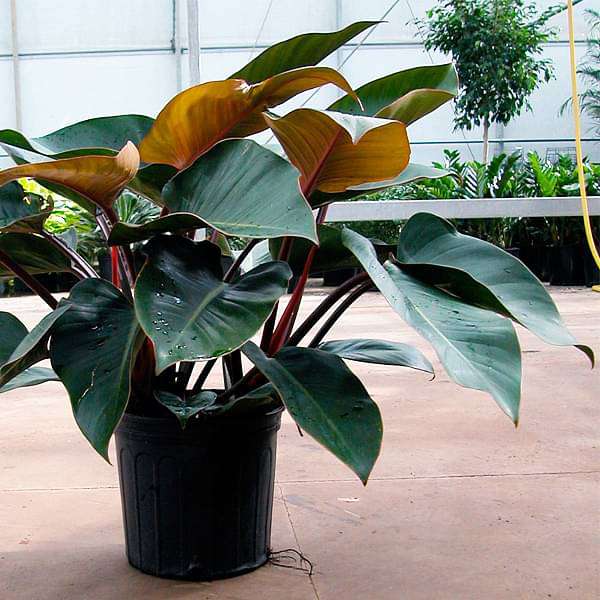 Philodendron Red Congo - Plant