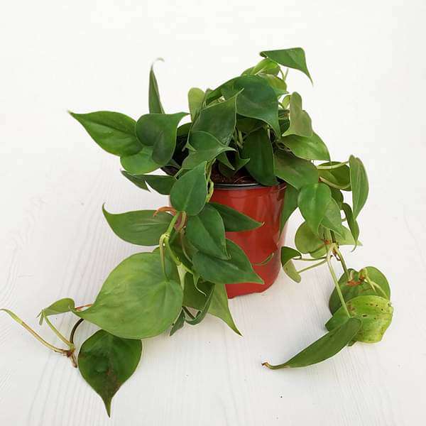 Philodendron Scandens Oxycardium, Heart-Leaf Philodendron - Plant