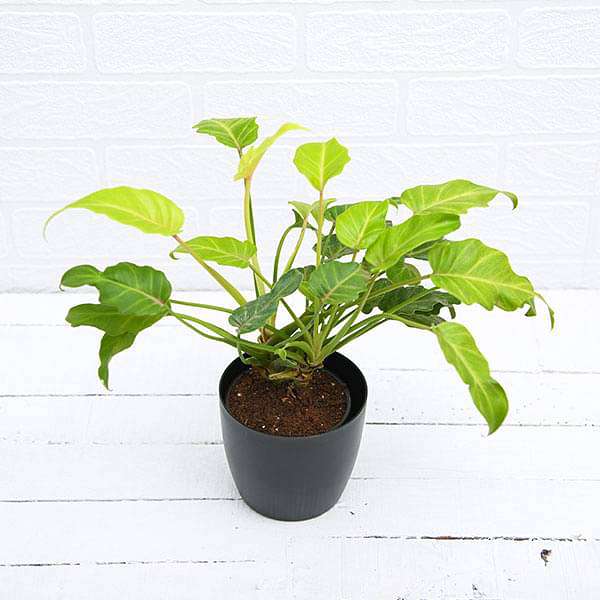 Philodendron xanadu Golden - Plant
