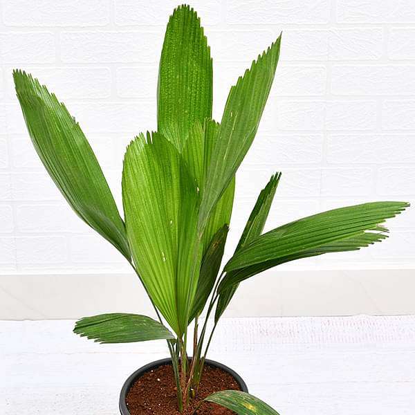 Pichodia grandis, Ruffled fan palm, Palas payung, Licuala grandis - Plant