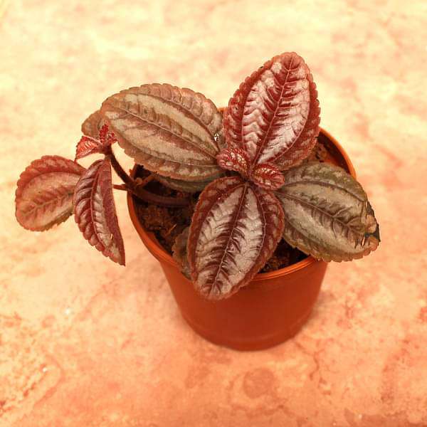 Pilea Involucrata, Friendship Plant - Plant