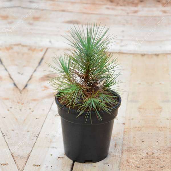 Pine Tree - Plant