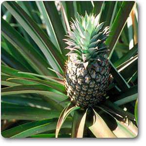 Pineapple, Anannas - Plant