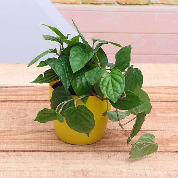 Piper Betel, Maghai Paan - Plant