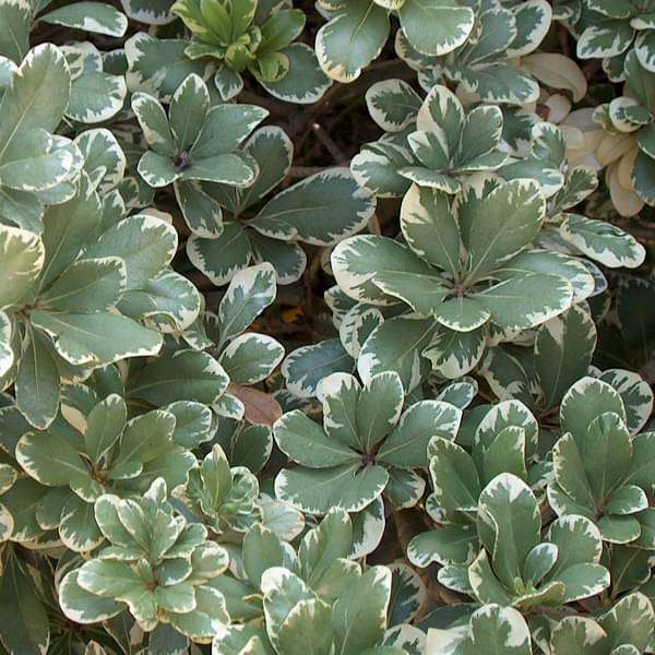Pittosporum Tobira Variegatum - Plant