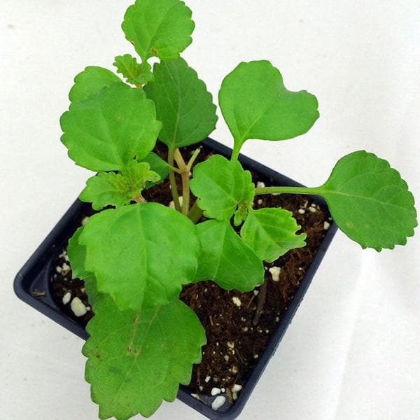 Plectranthus Verticillatus, Swedish Ivy - Plant