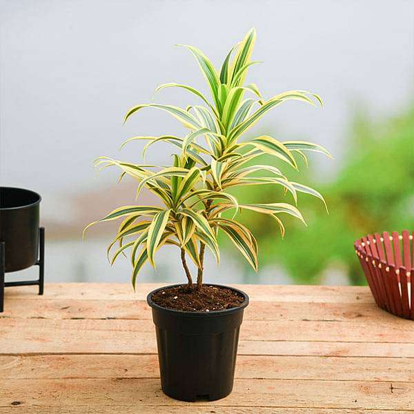 Pleomele, Song of India (Golden) - Plant