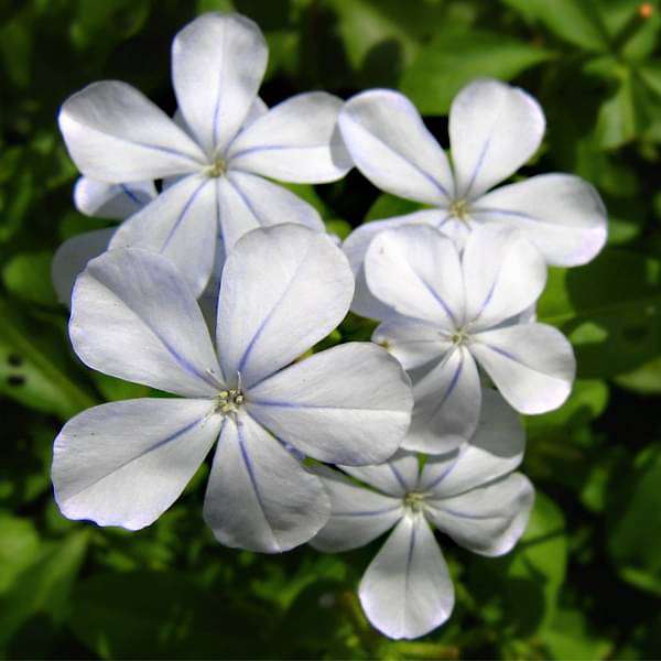 Plumbago White - Plant