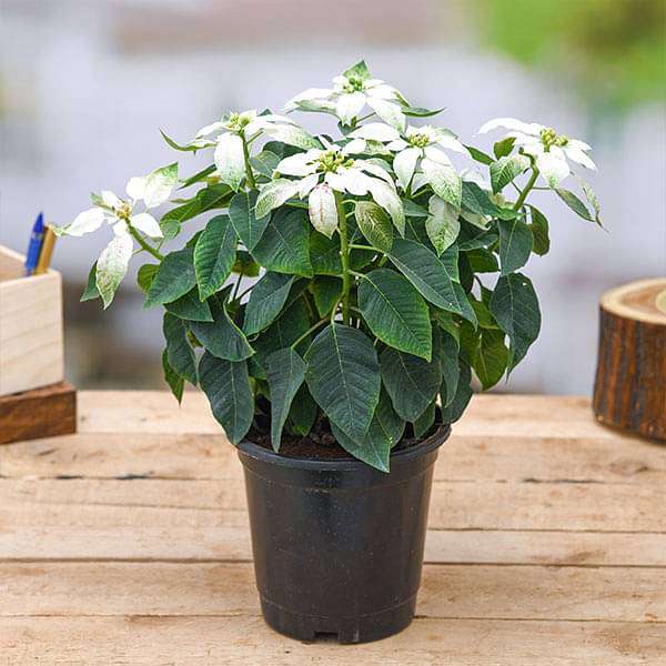 Poinsettia, Christmas Flower (Any color) - Plant