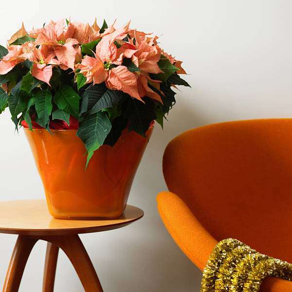 Poinsettia (Orange) - Plant