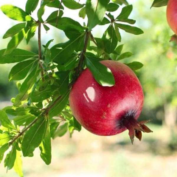 Pomegranate, Annar, Anar (Grafted) - Plant