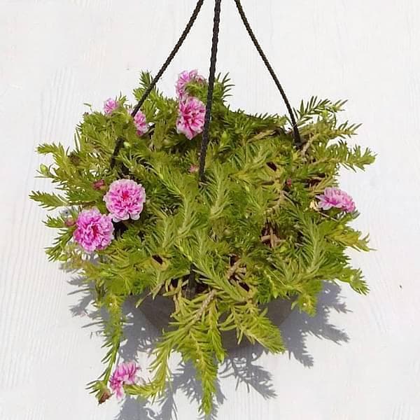 Portulaca, 9 O Clock (Pink, White, Hanging basket) - Plant
