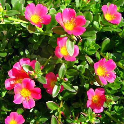Portulaca Oleracea, 10 O Clock (Pink) - Plant