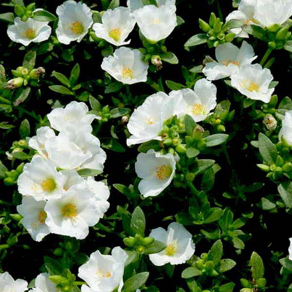 Portulaca Oleracea, 10 O Clock (White) - Plant
