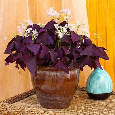 Purple Shamrock, Oxalis Triangularis - Plant