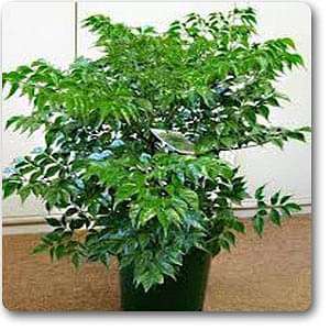 Radermachera, China Doll - Plant